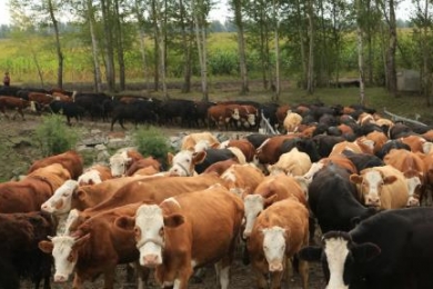 一个年收入几十万的项目：回家养牛